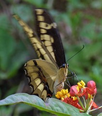 Heraclides thoas brasiliensis