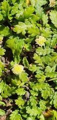 Leptinella squalida squalida