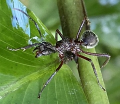 Dolichoderus attelaboides