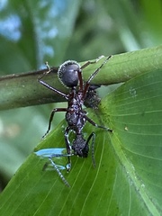 Dolichoderus attelaboides