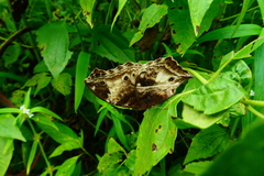 Protogoniomorpha cytora