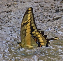 Heraclides thoas brasiliensis