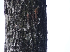 Lepidocolaptes souleyetii