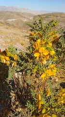 Senna birostris