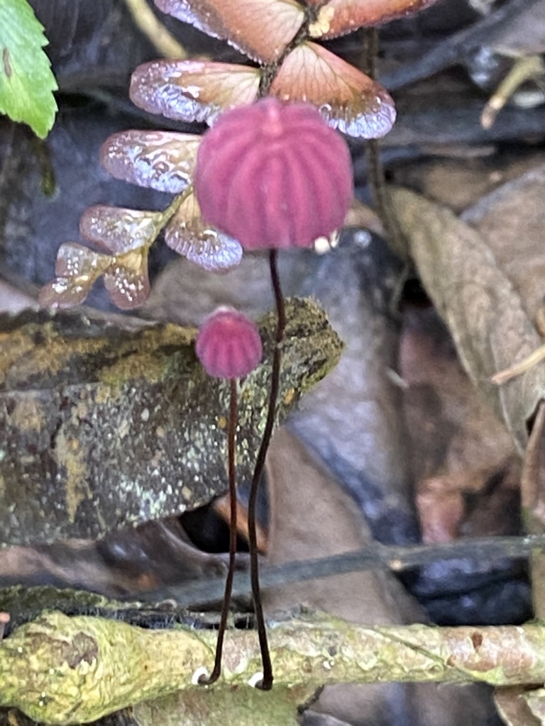 Marasmius haematocephalus · November 2020 · photo: © jeanpaulboerekamps (iNaturalist, cc0)