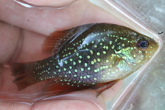 Enneacanthus gloriosus