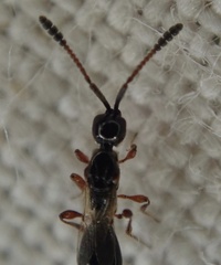 Spilomicrus