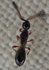 Spilomicrus