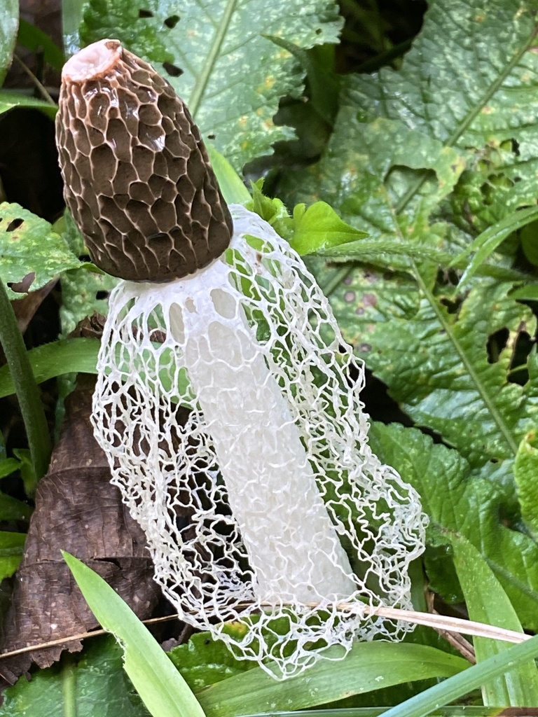 Phallus indusiatus · November 2020 · photo: © jeanpaulboerekamps (iNaturalist, cc0)