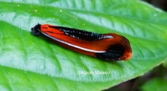 Coryptilum