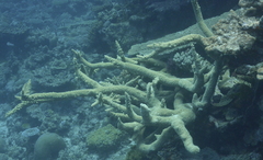 Acropora florida
