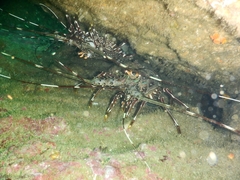 Panulirus gracilis