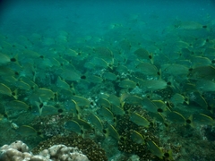 Haemulon steindachneri