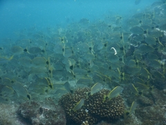 Haemulon steindachneri