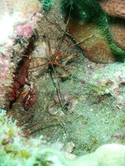 Stenorhynchus debilis