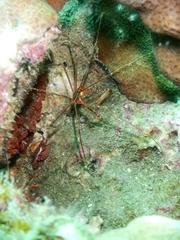 Stenorhynchus debilis