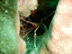 Stenorhynchus debilis