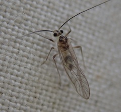 Stenopsocus
