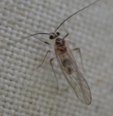 Stenopsocus