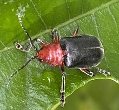 Coelomera lanio