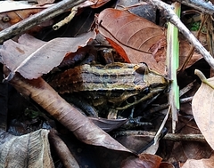 Leptodactylus latrans