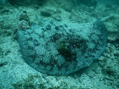 Urobatis tumbesensis