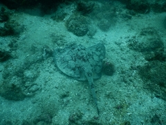 Urobatis tumbesensis