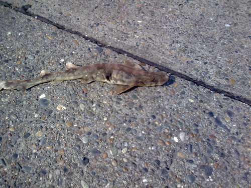 Cloudy catshark (Scyliorhinus torazame) — Scyliorhinidae — 4