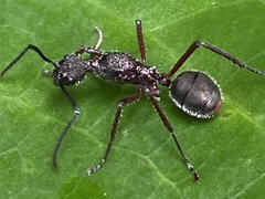 Dolichoderus attelaboides