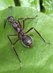 Dolichoderus attelaboides
