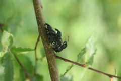 Megalometis spinifer