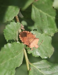 Lanopis rugosus