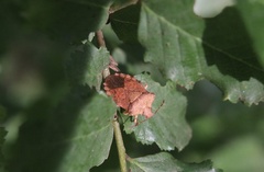 Lanopis rugosus