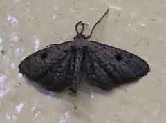 Tornos punctata