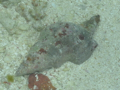 Filifusus filamentosus