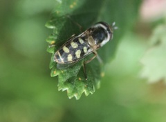 Austroscaeva occidentalis