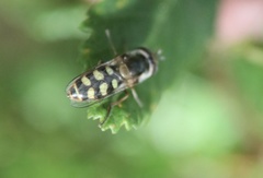 Austroscaeva occidentalis