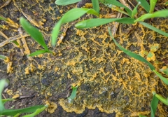 Physarum