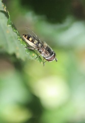 Austroscaeva occidentalis