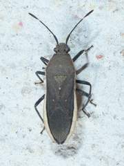 Catorhintha texana