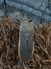 Catorhintha texana