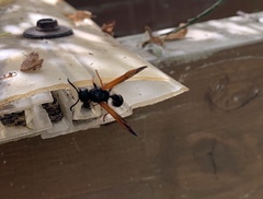 Protodiscoelius merula