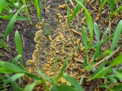 Physarum