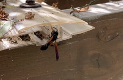 Protodiscoelius merula