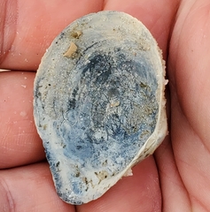 Austromacoma constricta