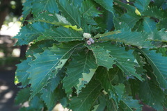 Quercus crispula
