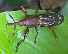 Arrhenodini