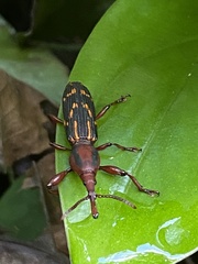 Arrhenodini
