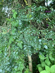 Azara microphylla