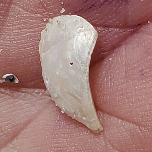 Pandora trilineata observed 2020-10-31